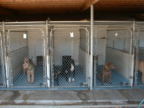 Dogs at Facility